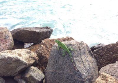 Green Iguana on the rocks in Aruba - Photograph by Adventure With Danan