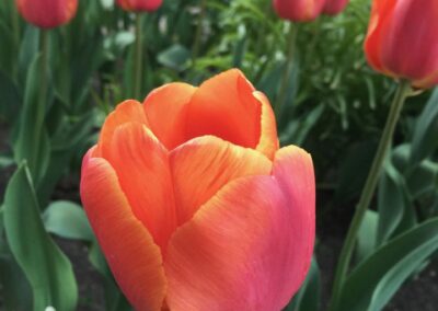 Flowers - Photograph by Danan Coleman for Adventure With Danan