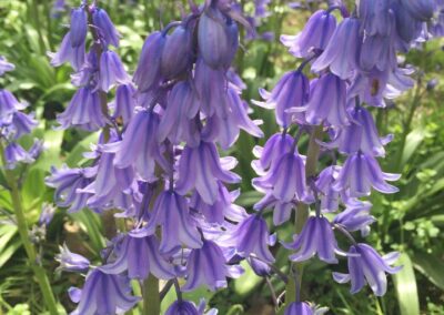 Photo of Bluebells in London - Photograph by Adventure With Danan