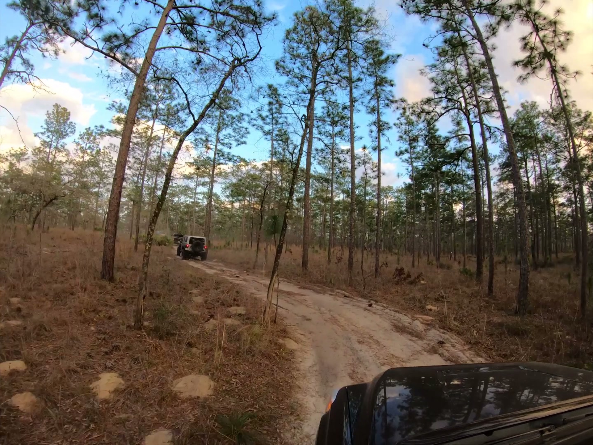 The Rally Point: Overlanding Hopkins Prairie in Ocala 19 The convoy winding through the longleaf flatwoods