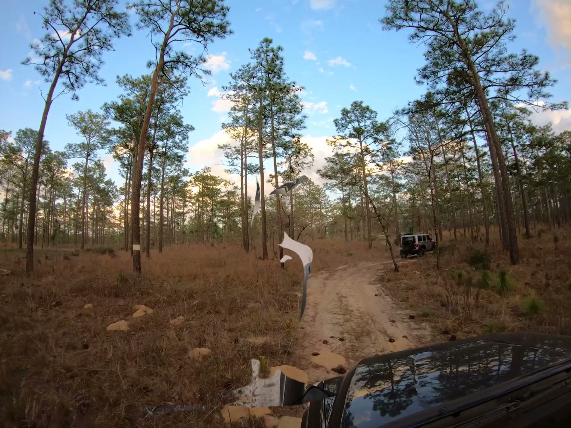 The Rally Point: Overlanding Hopkins Prairie in Ocala 7 The overland convoy heading down a sand road through the pine flatwoods of Ocala National Forest