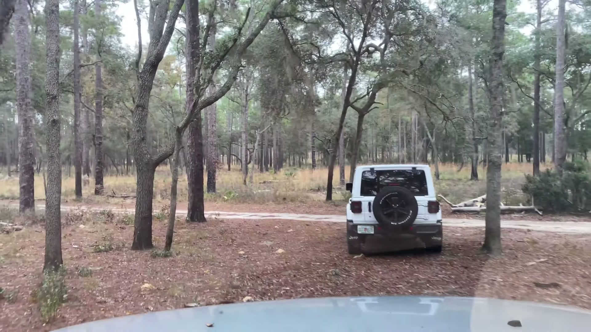 One Night in Ocala National Forest: Camp Cooking, Car Camping and Lake Dorr 13 The Jeep parked in the pines in the morning