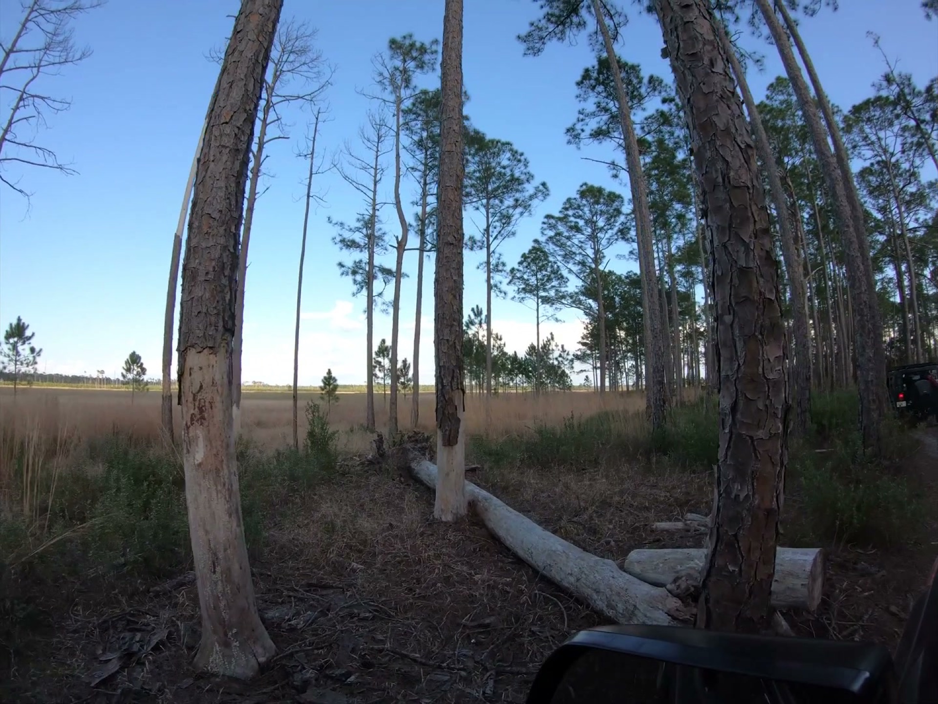 The Rally Point: Overlanding Hopkins Prairie in Ocala 3 Tall pines standing along the edge of Hopkins Prairie with the grassland stretching behind them