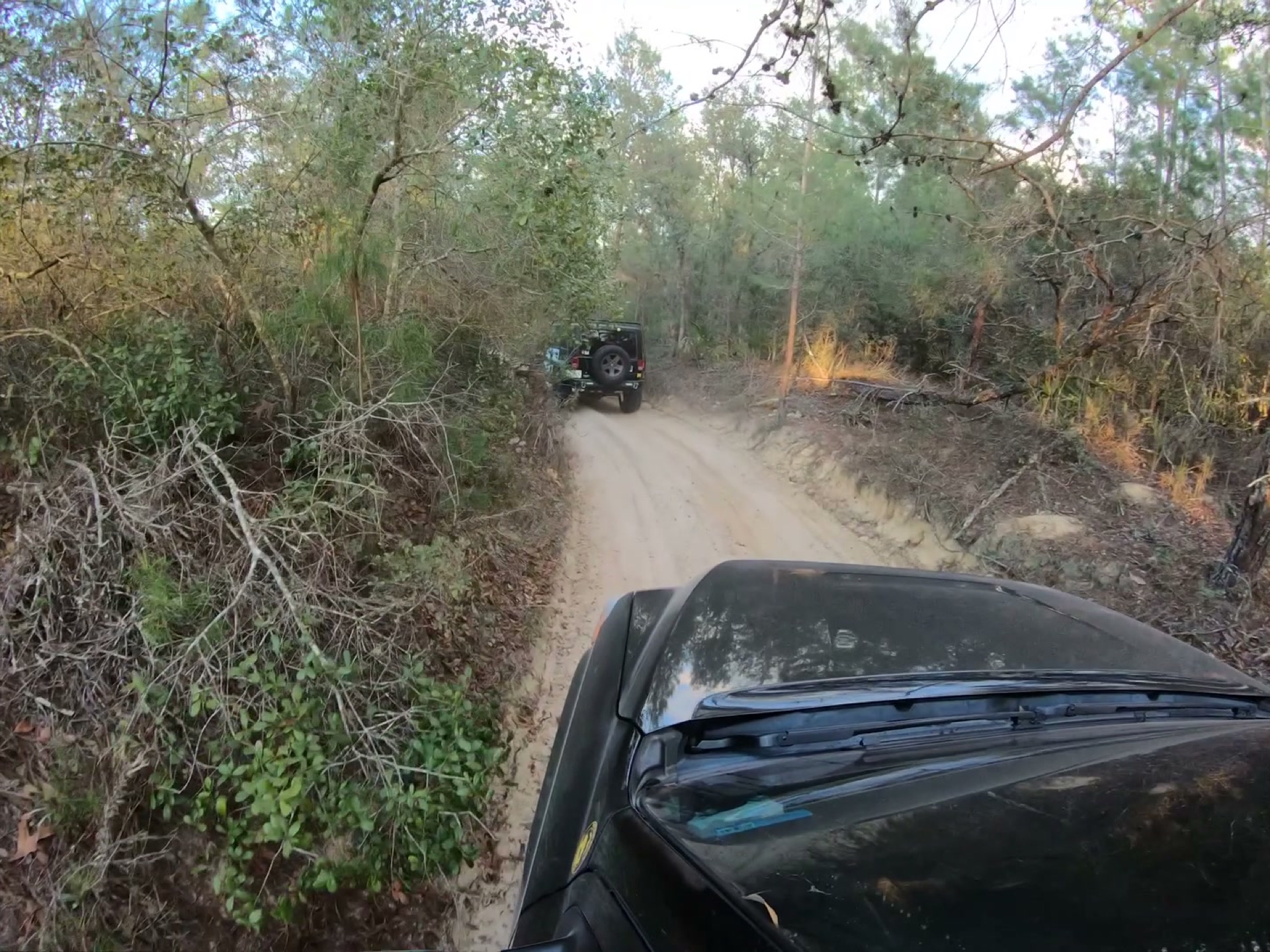 The Rally Point: Overlanding Hopkins Prairie in Ocala 18 A narrow sand trail through the scrub in Ocala National Forest