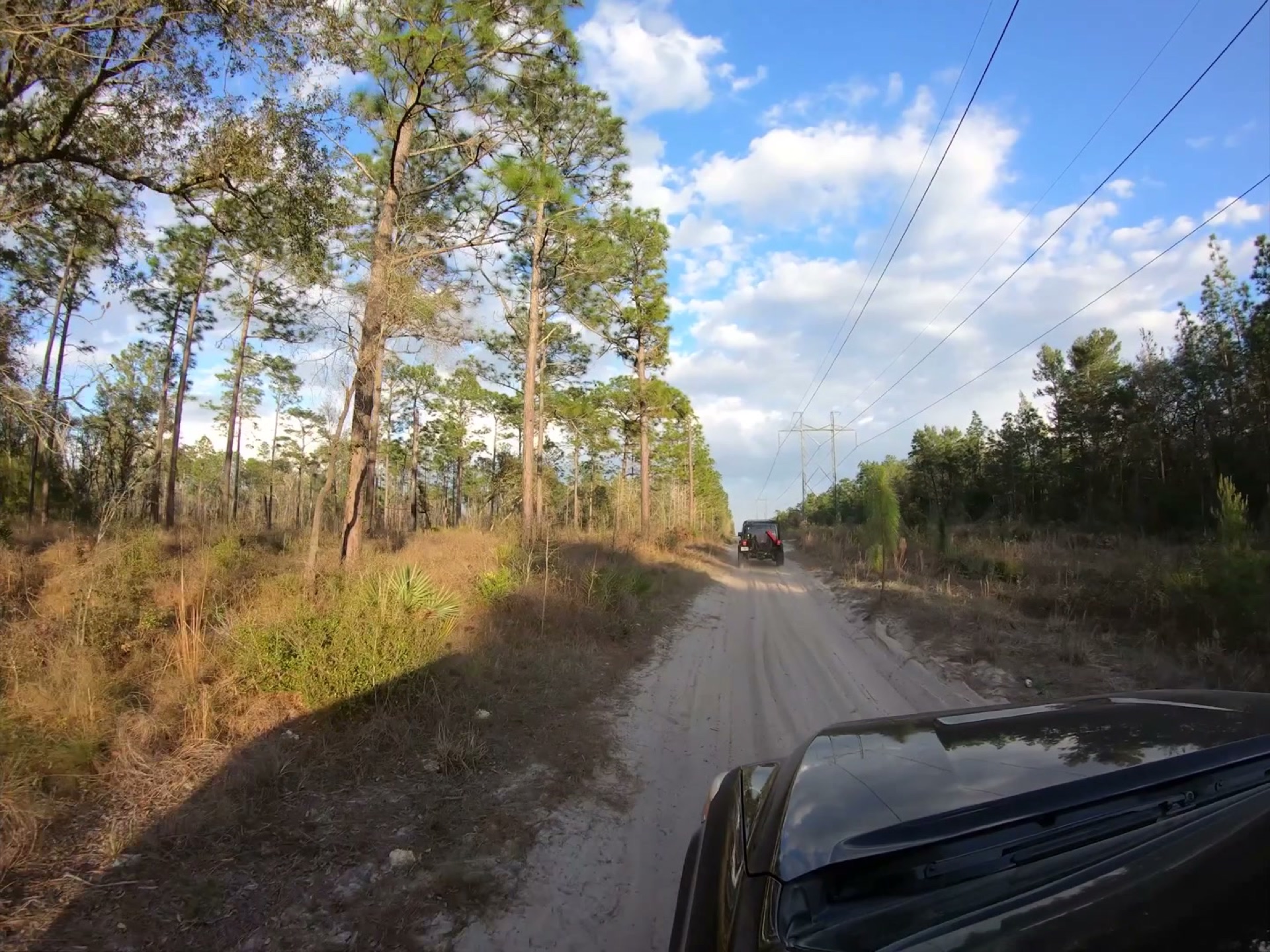 The Rally Point: Overlanding Hopkins Prairie in Ocala 15 The overland convoy on a pine-lined road in Ocala