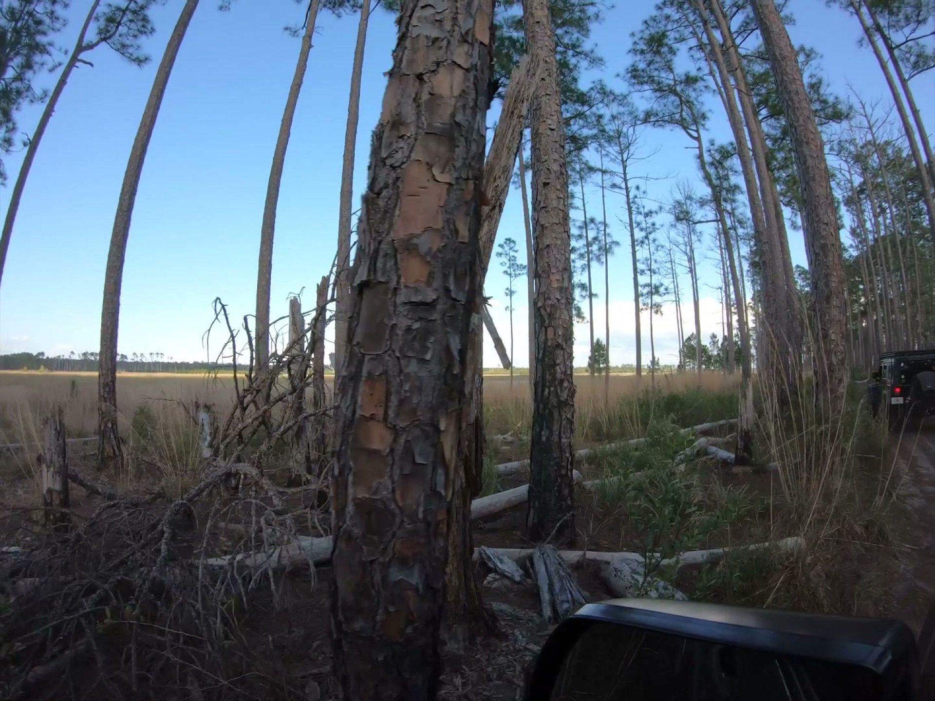 The Rally Point: Overlanding Hopkins Prairie in Ocala 9 Pines along the edge of the prairie in Ocala National Forest
