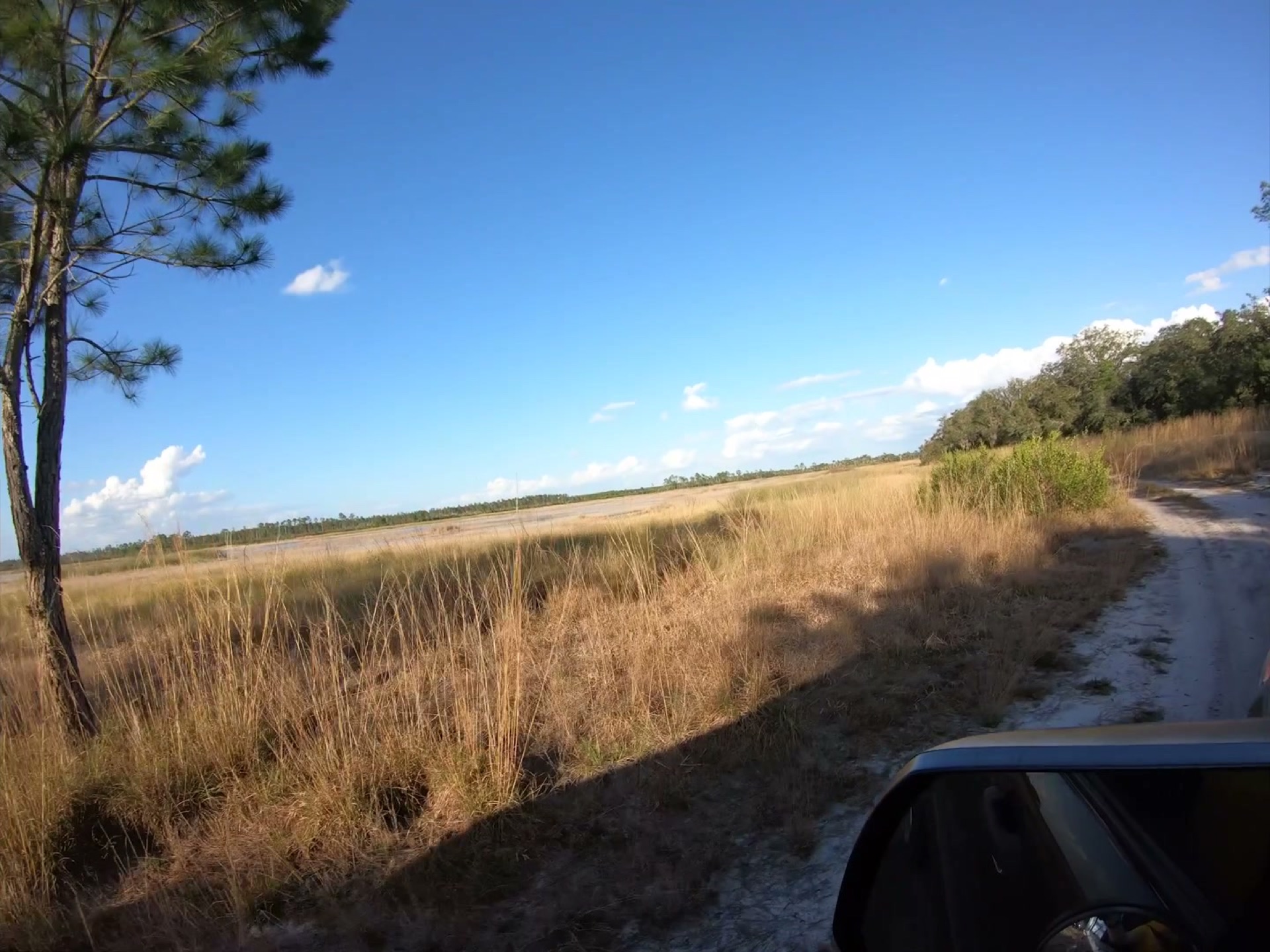 The Rally Point: Overlanding Hopkins Prairie in Ocala 12 Golden prairie grass beside a sand road in Ocala